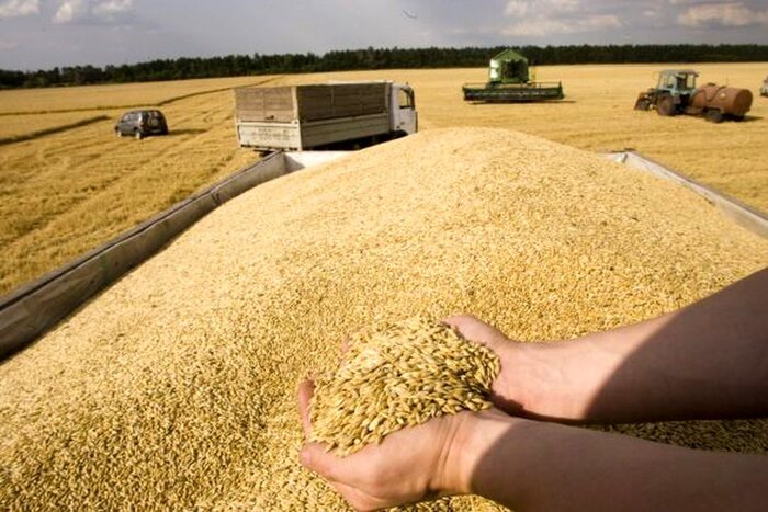خرید تضمینی ۲۸۵۰ تن گندم توسط تعاون روستایی بروجرد