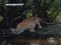 دوربین ثابت در حیات وحش و صحنه های زیبا از عبور حیوانات