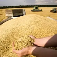 خرید تضمینی ۲۸۵۰ تن گندم توسط تعاون روستایی بروجرد