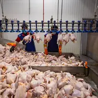 مجوز صادرات ۵۰ تن مرغ خراسان شمالی به عراق صادر شد