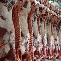 ۱۸۰ تُن گوشت قرمز در استان قزوین توزیع شد