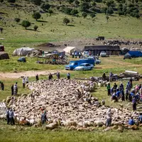 کوچ عشایر به مناطق ییلاقی شمال آذربایجان‌ غربی آغاز شد