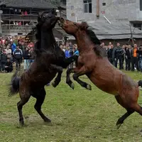تصاویری از مبارزه اسب ها