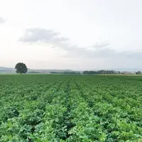 شیوع بیماری سفیدک دروغین در مزارع سیب‌زمینی استان اردبیل