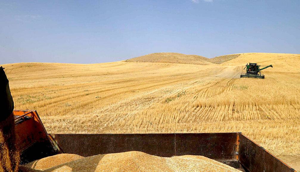 خرید گندم در خراسان شمالی ۶/۵ درصد افزایش یافت 