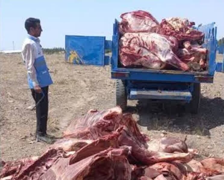 بیش از ۱/۵ تن گوشت آلوده در جغتای نابود شد