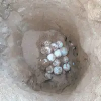 تخم‌گذاری لاک‌پشت‌های سبز در سواحل جنوب سیستان و بلوچستان