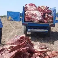 نابودسازی بیش از ۱.۵ تن گوشت آلوده در جغتای