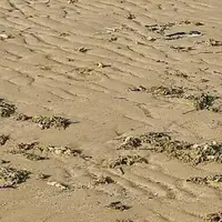 آلودگی نفتی در ساحل گناوه مشاهده نشد؛ تصاویر مربوط به جلبک‌ها است