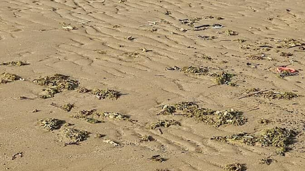 آلودگی نفتی در ساحل گناوه مشاهده نشد؛ تصاویر مربوط به جلبک‌ها است!