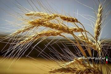 خرید تضمینی بیش از ۱۵ هزار تن گندم در کردستان