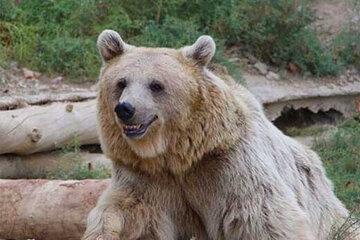زنده‌ گیری خرس قهوه‌ای در شهرستان اقلید