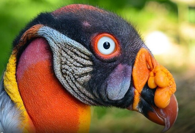 عجیب‌ترین و خطرناک‌ترین پرندگان جهان که هر کجا آنها را دیدید باید فرار کنید