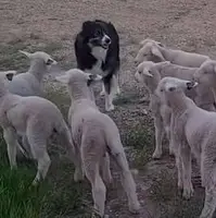 واکنش جالب گوسفندها به سگ گله! 