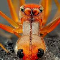 عنکبوت مورچه‌ نما؛ یک کلاهبردار حرفه ای در دنیای حشرات