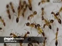 این مورچه برای نجات هم‌نوعش او را جراحی می‌کند