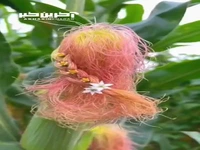 ابتکار خلاقانه و محشرِ دختر مزرعه دار در بافتن کاکل ذرت های باغش به شکل موی زن