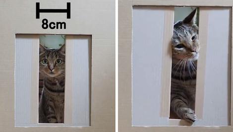 گربه ها در برابر قوانین فیزیک؛ عبور غیرممکن از هر جایی!