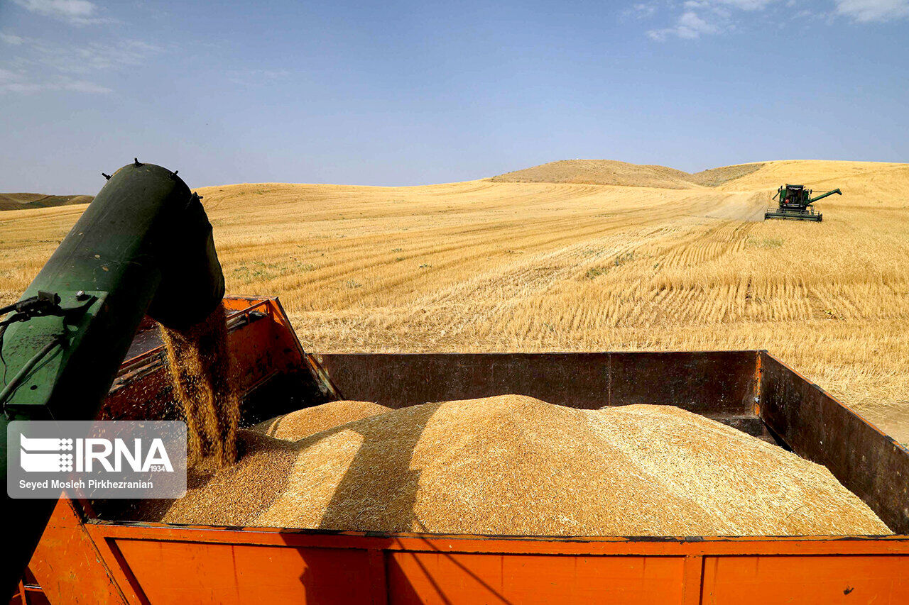 خرید تضمینی ۹۵ هزار تن گندم از کشاورزان جنوب لرستان