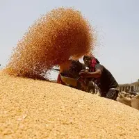 اختصاص ۱۵۰۰ میلیارد تومان برای پرداخت مطالبات گندمکاران خوزستانی
