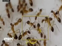 قطع عضو در مورچه برای جلوگیری از پخش عفونت!