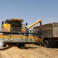 میزان خرید گندم در استان اردبیل به بیش از ۱۹۲ هزار تُن رسید