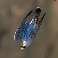 4 گوشه دنیا/ سریع‌ترین پرنده جهان با چه سرعتی پرواز می‌کند؟