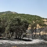 امسال، ۳۵۰ هکتار از جنگل‌های گچساران در آتش سوخت!