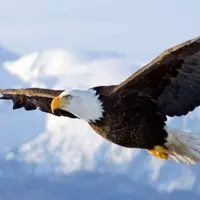 قدرت دید عقاب بی‌نظیر است