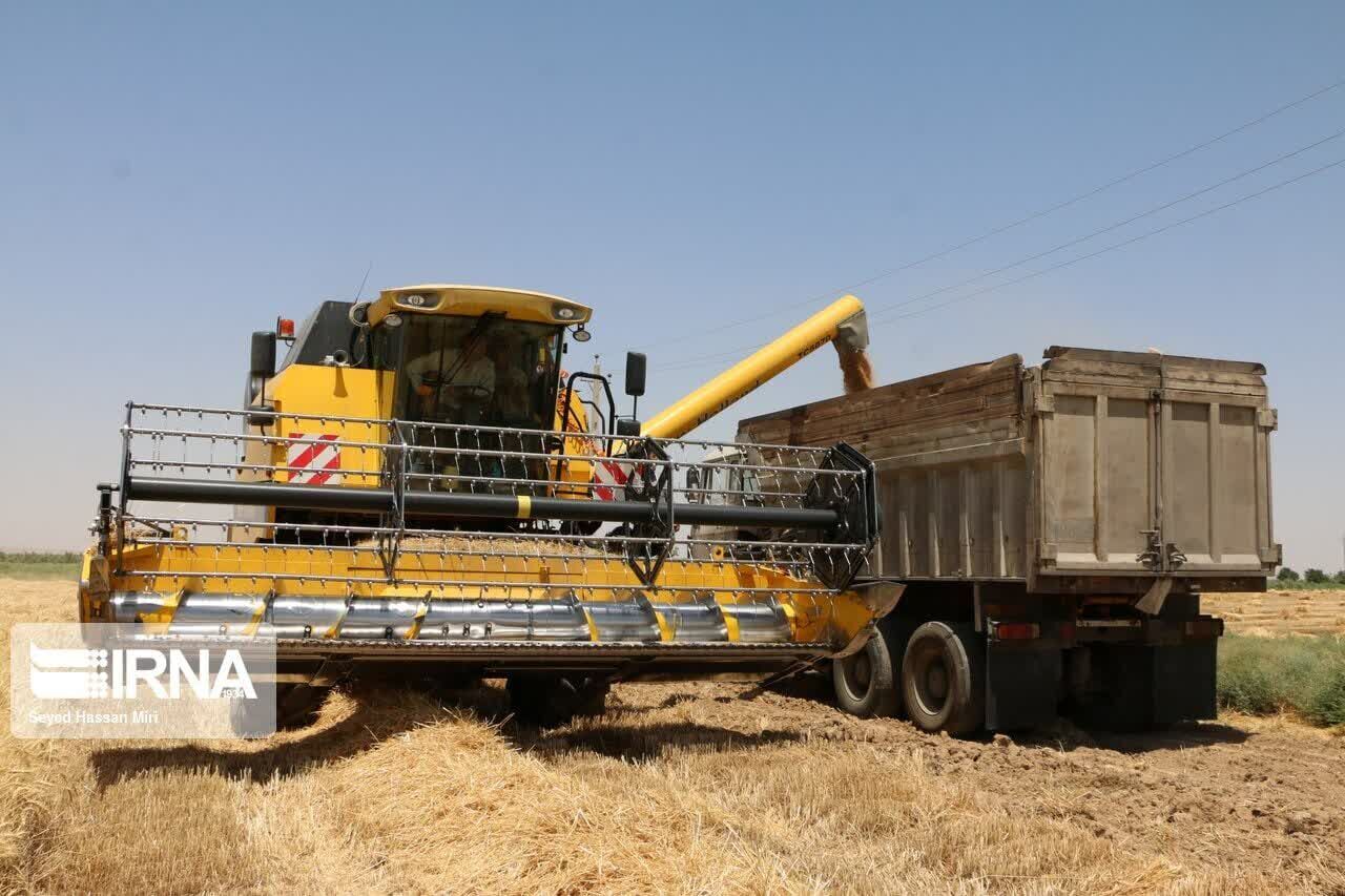 میزان خرید گندم در استان اردبیل به بیش از ۱۹۲ هزار تُن رسید