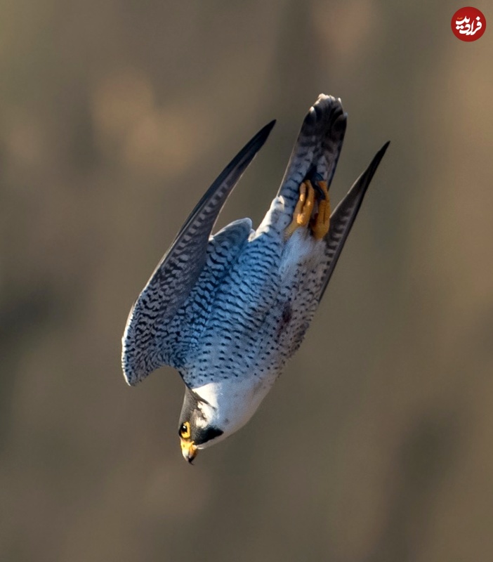 4 گوشه دنیا/ سریع‌ترین پرنده جهان با چه سرعتی پرواز می‌کند؟