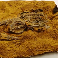 گوناگون/ قدیمی‌ترین فسیل هیولاهای دریایی کشف شد؛ با جد بزرگ دایناسورها آشنا شوید