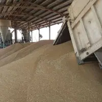 میزان خرید گندم در خراسان شمالی ۳۱ درصد افزایش یافت 