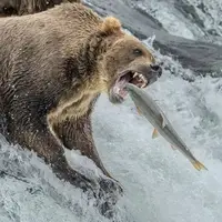 تصویری زیبا از خرس قهوه ای در حال شکار ماهی سالمون