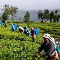 نیوزوایر: سریلانکا ۵۵ میلیون دلار پول نفت ایران را با چای پرداخت