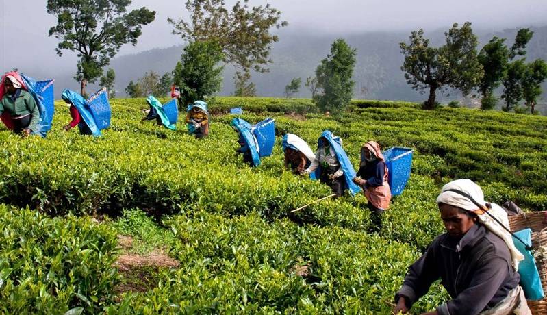 نیوزوایر: سریلانکا ۵۵ میلیون دلار پول نفت ایران را با چای پرداخت