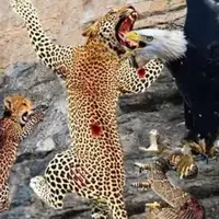حمله پلنگ به عقاب 