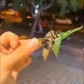 در کشور چین، حشرات سیکادا روی عابران پیاده ادرار می‌کنند!