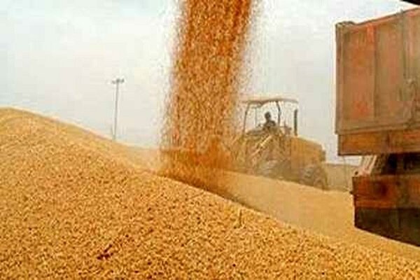 خرید تضمینی ۱۵۰ هزار تن گندم در استان مرکزی