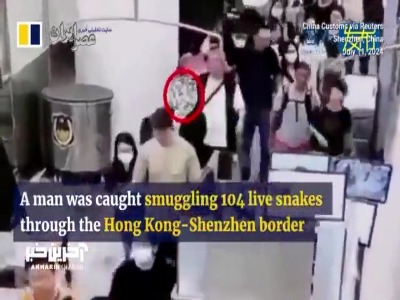 اتفاقی عجیب در گمرگ  چین؛ قاچاق 104 مار زنده در شلوار