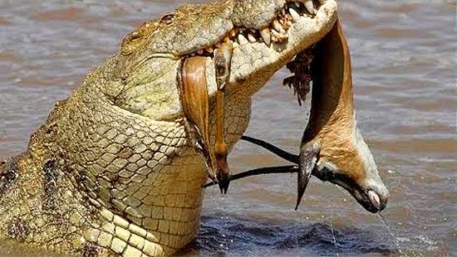 نگاهی به خطرناک‌ترین تمساح جهان با وزنی بیش از یک تن