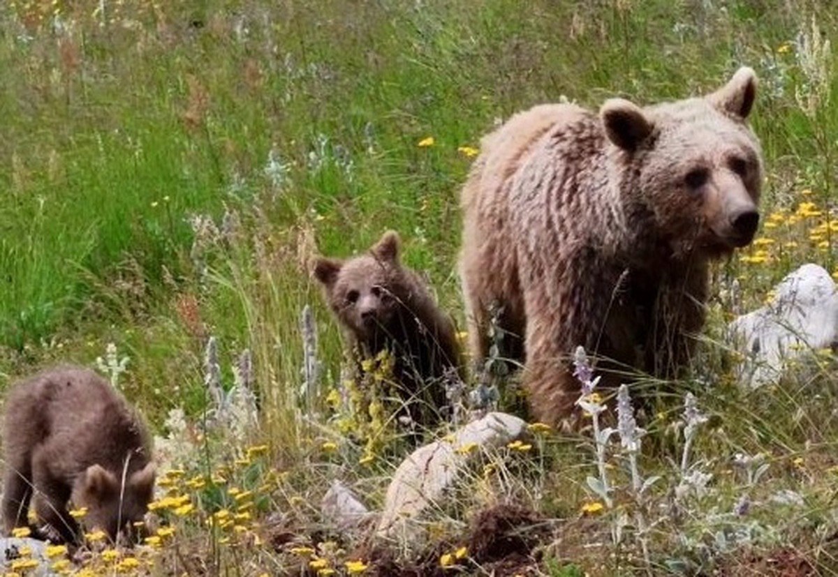 خرس مادر و دو فرزندش در ارتفاعات البرز