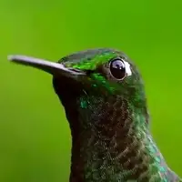 ریزترین پرنده جهان را در کوبا ببینید