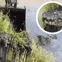 لحظه‌ای که بیل مکانیکی تمساح زنده را در بستر رودخانه پیدا کرد