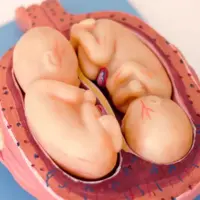 اهمیت اکو قلب جنین در دوران بارداری