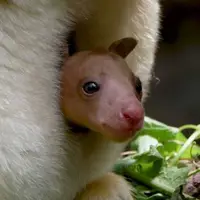 تولد یک بچه کانگوروی درختی در معرض انقراض
