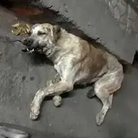 انتشار ویدئویی از دار زدن یک قلاده سگ در حوالی چالوس