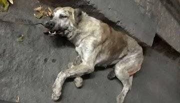 انتشار ویدئویی از دار زدن یک قلاده سگ در حوالی چالوس