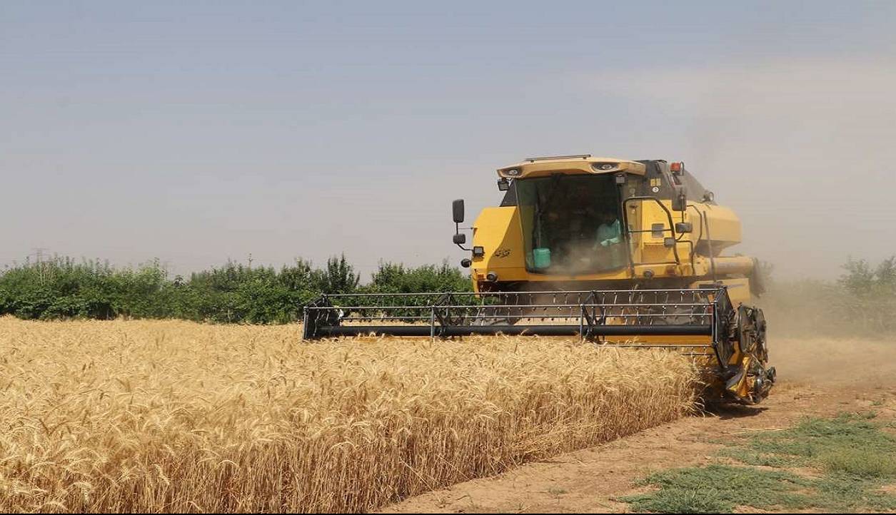 خرید ۱۸۲ هزار تن گندم از کشاورزان استان قزوین
