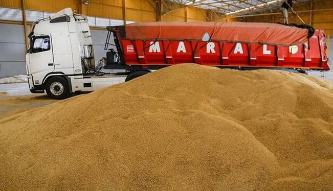 خرید گندم مازاد بر نیاز کشاورزان لرستان از مرز 300 هزار تن گذشت